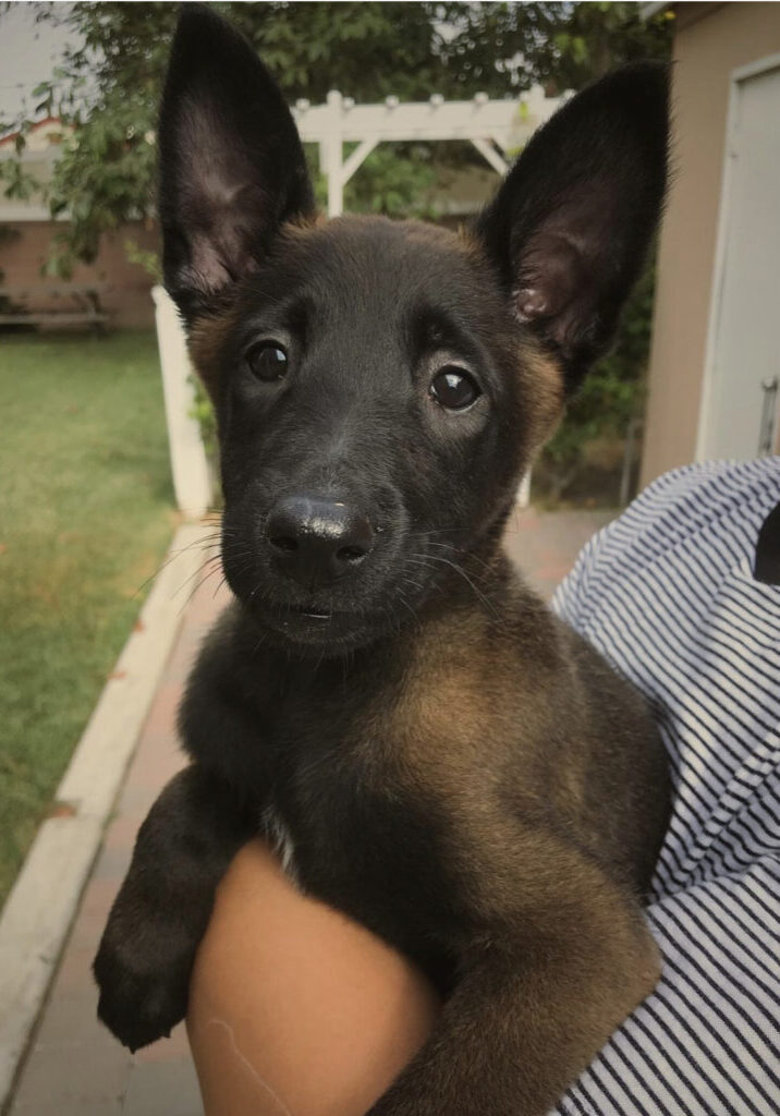 Bella_1 Bella_1
