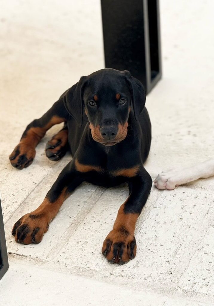 Tito_7 Tito_7
