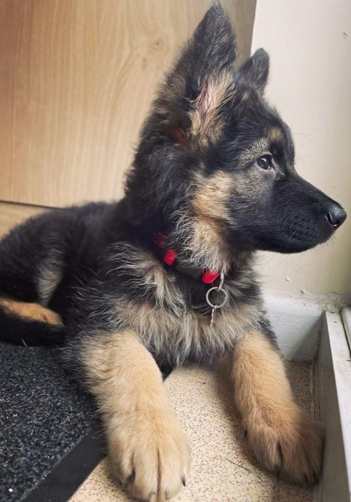 Zoey_2 Zoey_2