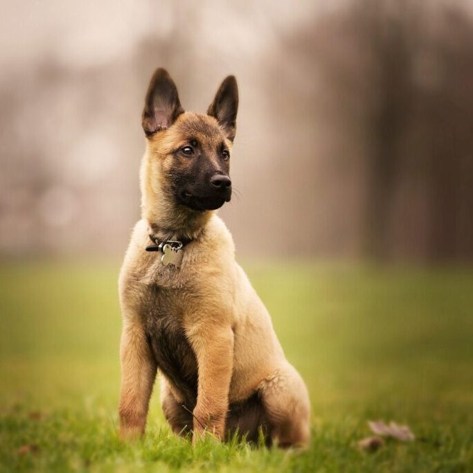 cute-belgian-shepherd-sitting-grass_181624-30457