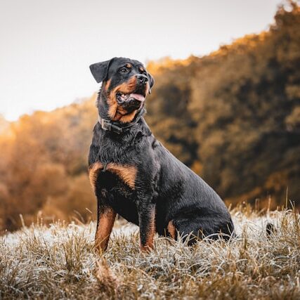 kevin-seibel-M_6O3jJ-alk-unsplash